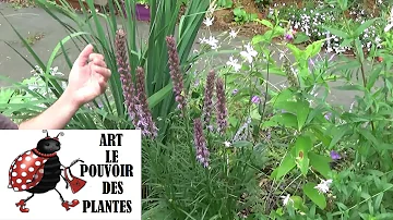 Quand fleurit le Liatris ?