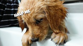 Watch This Puppy Bath!