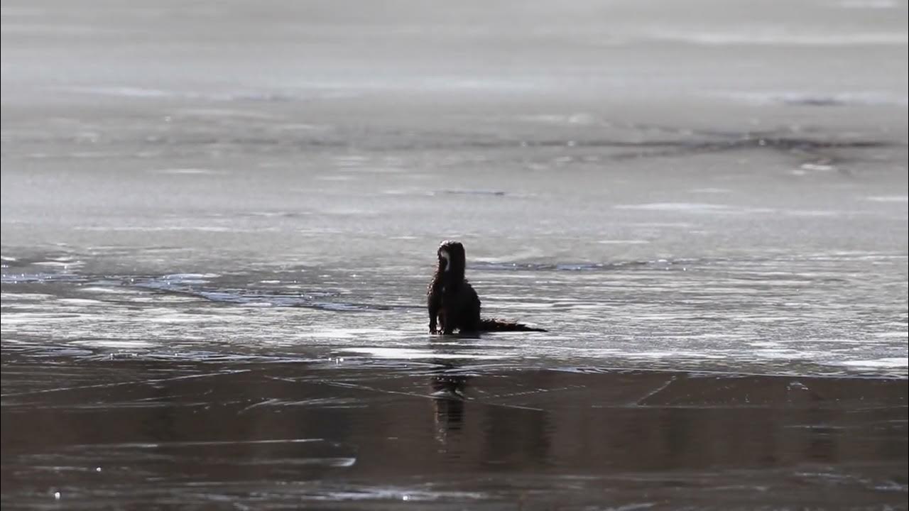 Mink at Lake Williams Lebanon CT YouTube