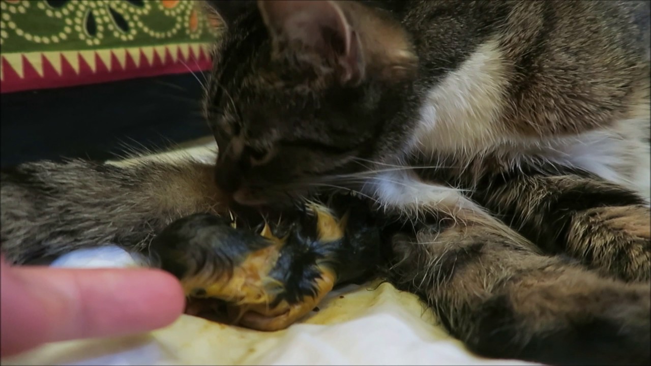 Могут ли у кошки родиться. Процесс рождения котят. Кошки роды крупным планом.