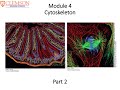14 Cell Biology Module 4 Part 2