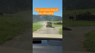 A Cow Crossed in Front of My 2026 KIA Telluride As I Was Offroad Testing It in CA