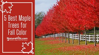 5 Best Maple Trees for Fall Color | NatureHills.com