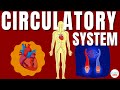Le systme circulatoire et le cur  explication en mots simples