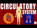 Navigating the Circulatory System: From Lungs to Toes