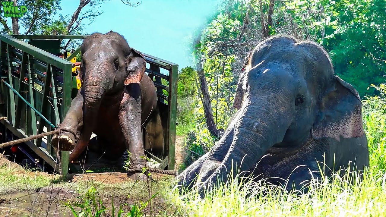 elephas maximus linnaeus Elephants get a free pass to a National Park from a village area