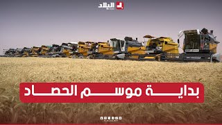 وسائل هائلة، آلات حصاد، وأكثر من 160 شاحنة لدعم حملة الحصاد والدرس بالمنيعة.. وتوقعات بإنتاج وفير