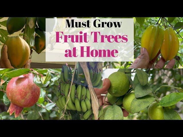 Top 6 Fruit trees to grow at home: Easy to grow Fruit trees for  beginners@BackyardGardeningbySwati - YouTube