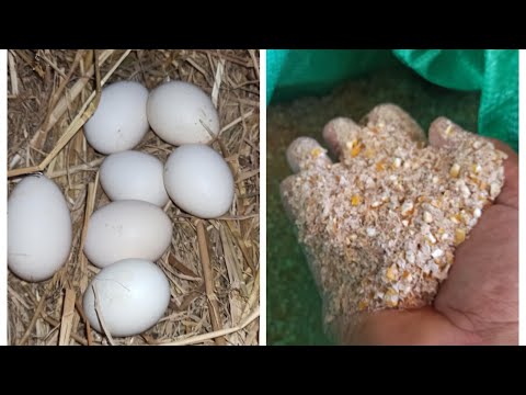 فيديو: كيفية إطعام الدجاج البياض في المنزل