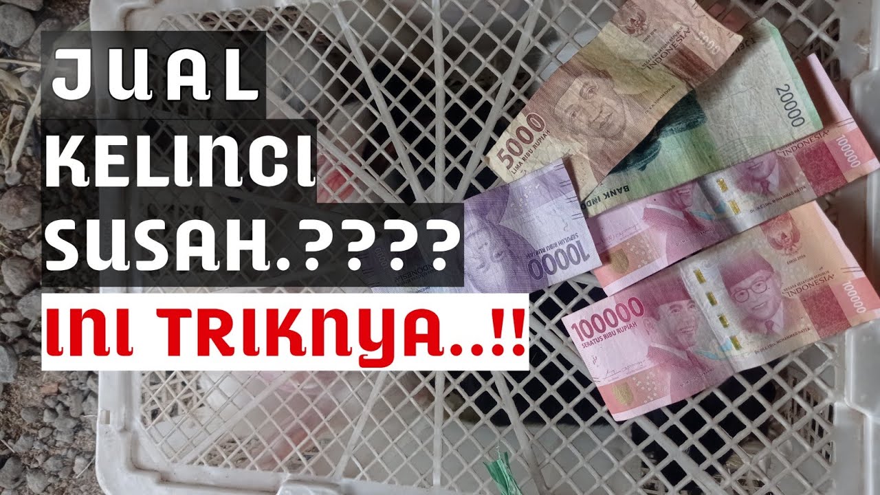 192 Cara memasarkan hasil ternak kelinci 