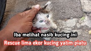 Rescue five kittens separated from their mother