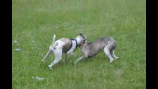 Whisky And Zorrko In The Park