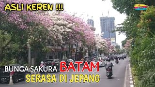 Bunga sakura ala kota batam 2021,serasa di Jepang