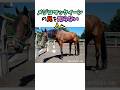メジロマックイーンの兄を知らない人へ #競馬#horse