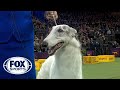 Lucy the Borzoi wins the Hound Group | WESTMINSTER DOG SHOW (2018)| FOX SPORTS