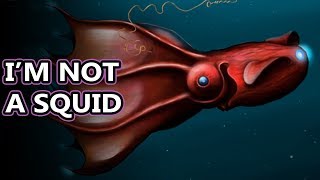 Vampire Squid facts: they're not squids at all! | Animal Fact Files