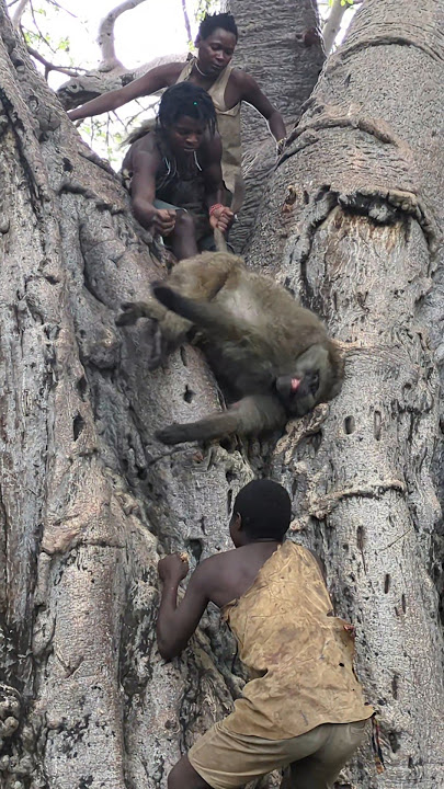 it's Amazing,,, 😍 how Hadzabe Hunt BABOON will Surprise you 🫢