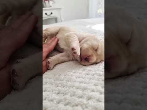 توله سگ تازه متولد شده برای اولین بار نوازش شکم را تجربه می کند شورت سگ های بامزه بامزه