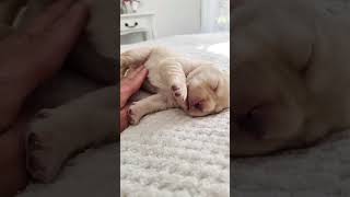 Newborn Puppy Experience Belly Rub For The First Time