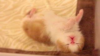 Newborn Exotic Shorthair Kitten Dreaming by sweetfurx4 354,157 views 10 years ago 34 seconds