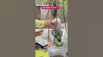 सोमवार के दिन करें पांच बेलपत्र का उपाय 🙏🚩 #pradeepmishrajidhankeupay #pujyapanditpradeepmishra