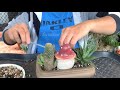 Succulents Arrangement in Small Bonsai Pot