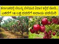         apple farming cultivation in karnataka