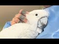 Neglected elderly cockatoo is finally happy