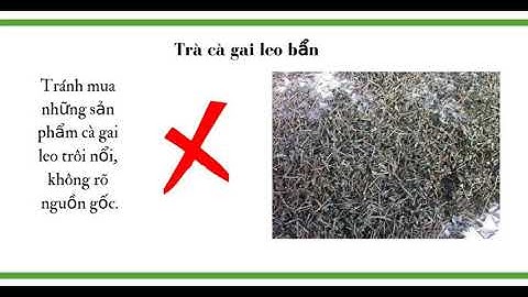 CÁCH NHẬN BIẾT DƯỢC LIỆU CÀ GAI LEO ĐẠT CHUẨN