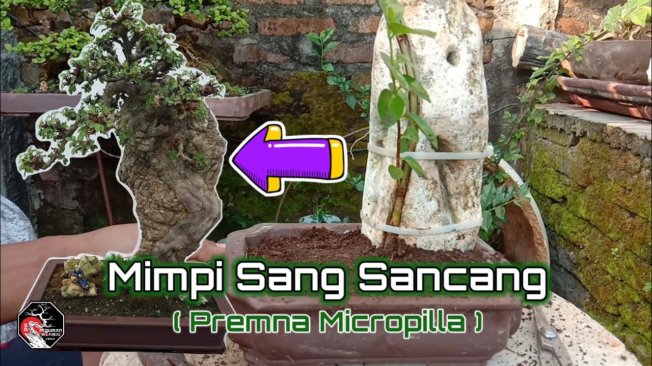 PROGRAM SANCANG ISHITZUKI