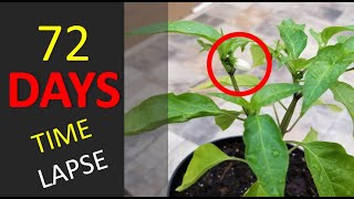 Growing Jalepeno Plant From Seed | 72 Day Time Lapse | Will It Harvest or No?