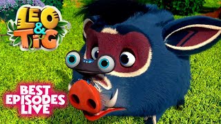 Leo and Tig 🦁 Best Stories 🔴 LIVE 🔴 Funny Family Good Animated Cartoon for Kids