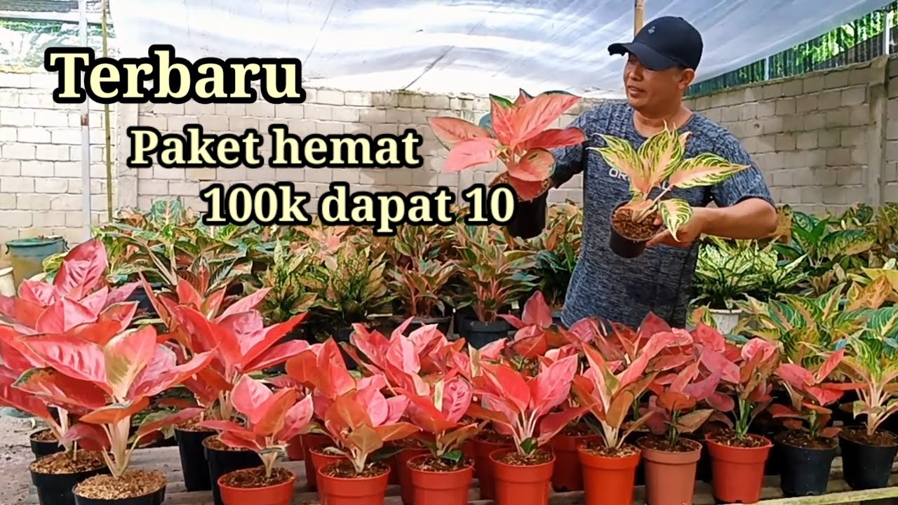 Yang baru hadir lagi aglonema super menor ada paket 100k dapat banyak