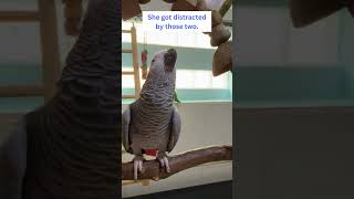 🔊⬇️ Please - Parrot Peach Loves Playing on Her Swing 🦜🥰 #africangrey #talkingparrot #cuteparrot by Rocky and The Flock 2,499 views 2 months ago 1 minute, 31 seconds