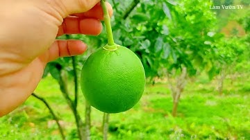 Cách chăm sóc cây bưởi ruby thái lan đang mang trái