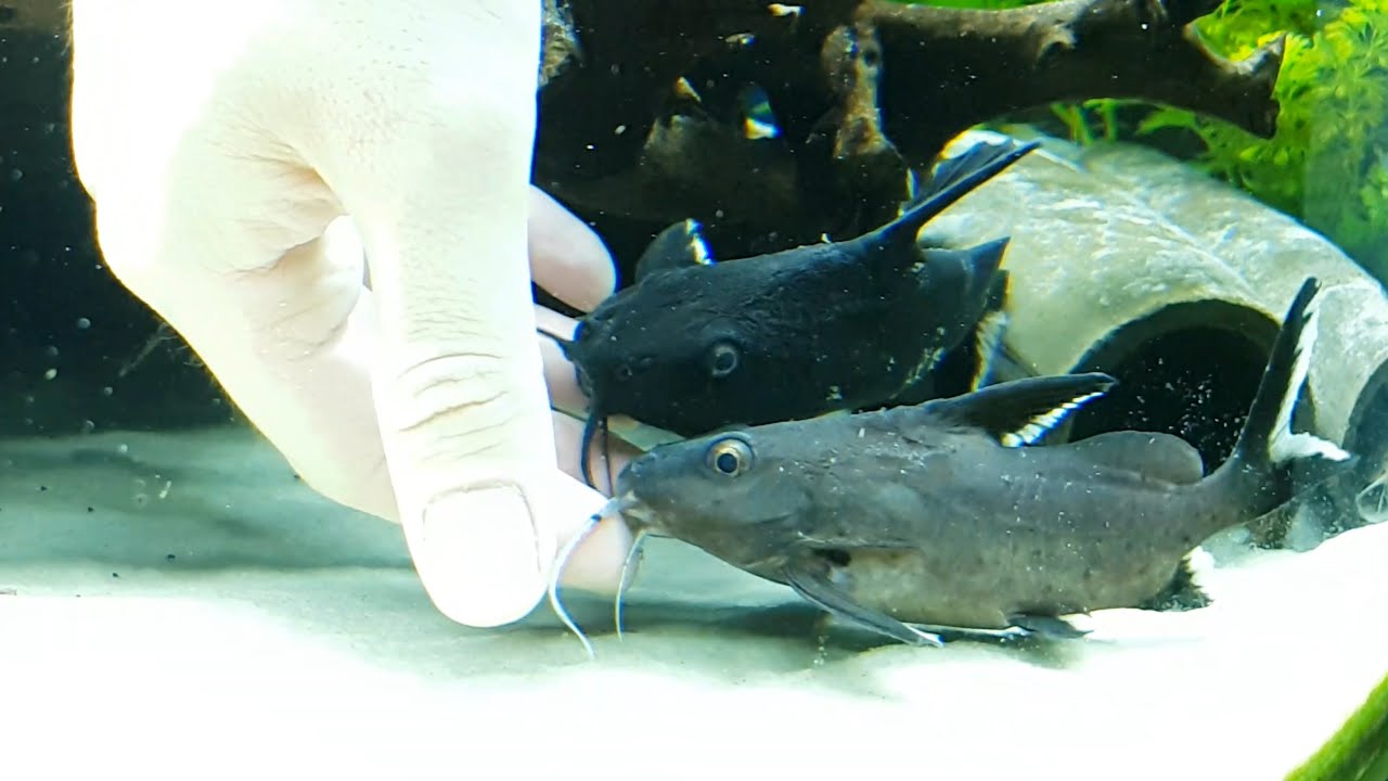 [4K] Hand Feeding 2 Synodontis Granulosus African Catfish Community