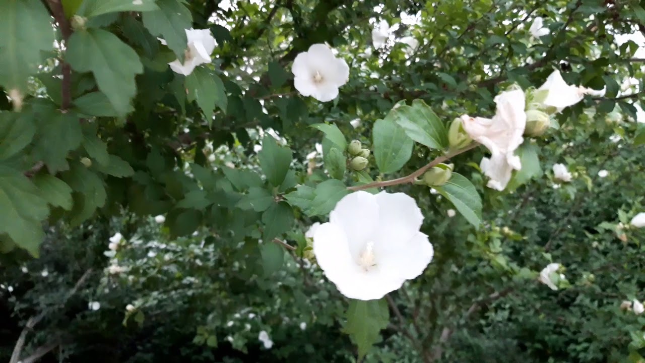 The national flower of Korea is the rose of Sharon - YouTube