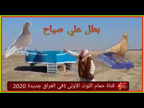 جوري طيرة علي صياح اخر تصوير الها