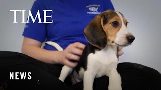 Company That Bred Beagles for Research Pleads Guilty to Neglect, Ordered to Pay $35M