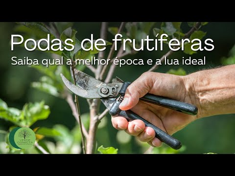 Vídeo: Poda de Plantas - Distinguindo entre Madeira Velha e Nova