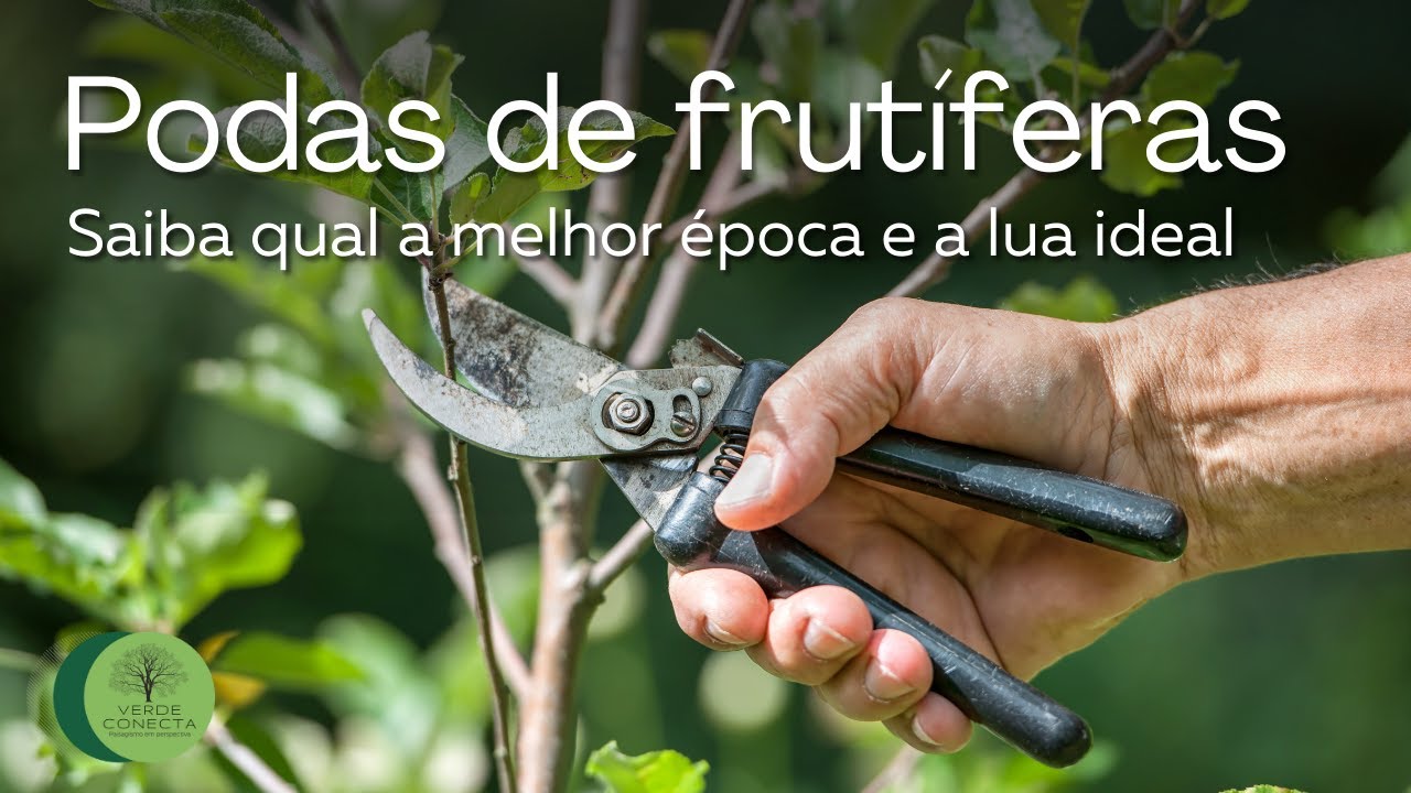 Podas de frutíferas: Saiba qual a melhor época e a lua ideal
