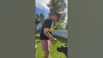How to teach your dog the “OUT” command!