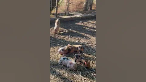 Annoying Piglet || ViralHog