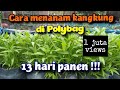 CARA MENANAM KANGKUNG DI POLYBAG AGAR CEPAT PANEN