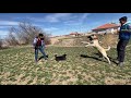 KANGAL vs SÜS KÖPEĞİ 😁// KÖPEK GEZDİRİYORUZ