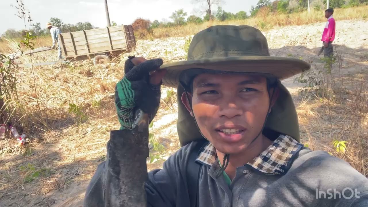 ដឹកដំឡូងបង្ហើយ 