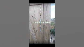 Прикол))) с осами