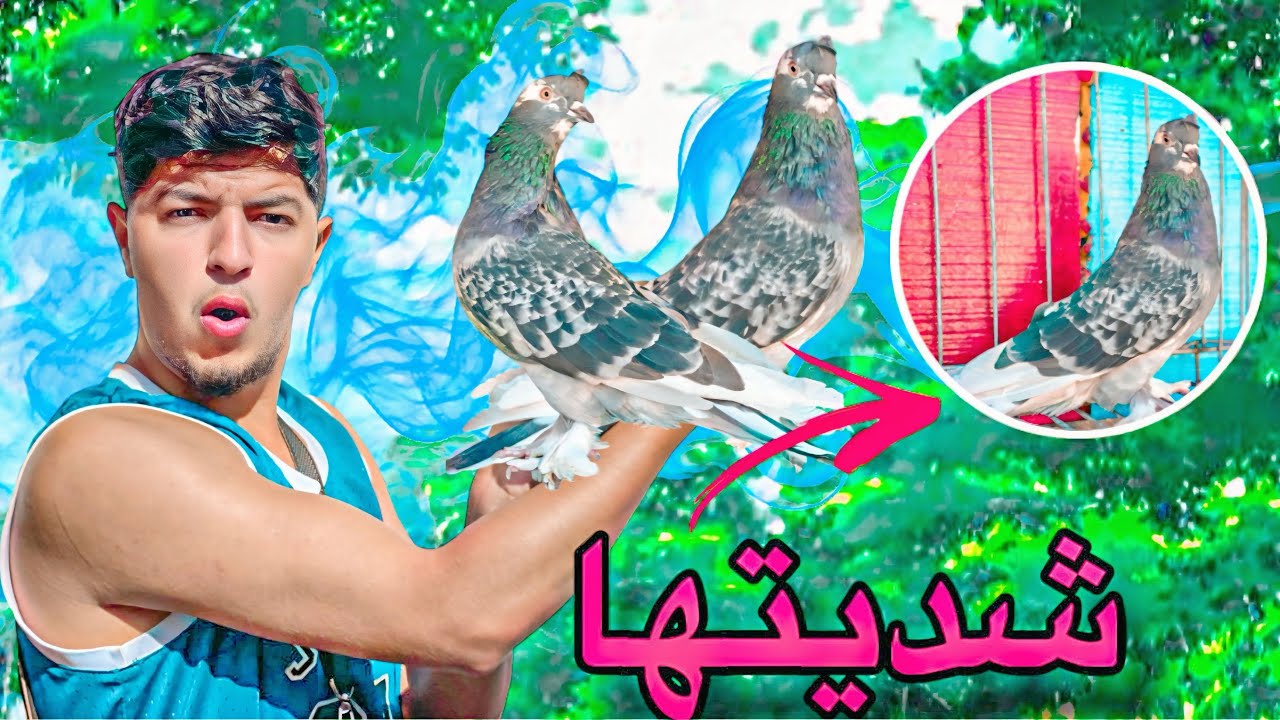 شديت حمامة غريب نوع ديالها 🤯 شفو طريقة كفاش شديتها 😂 صيد الحمام في المنزل ❤️