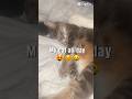 😹#shorts #funnypetshorts #funnycats #catshorts #cutepets #catlovers #catlife #lol #sotrue #pets