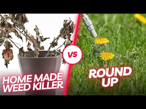 Видео: Хогийн ургамал устгагч зааныг устгах уу?